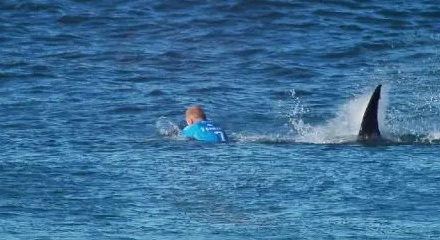 海上遇险遭鲨鱼该如何自卫?