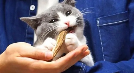 为什么猫吃鱼不易被卡?