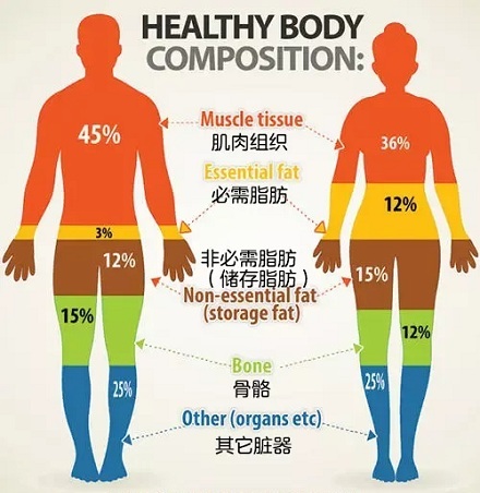 男生的腿比女生的更细?