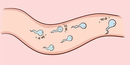大部分的小蝌蚪都是「路痴」?