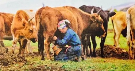 拥有绰号的母牛每年多产更多的牛奶?