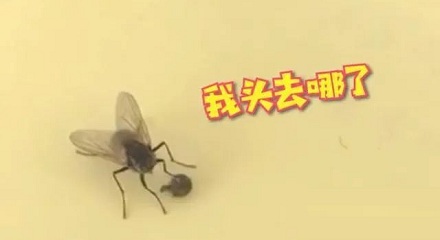为什么苍蝇要把自己的头拧下来?是好玩吗?