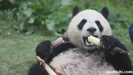 为啥食铁兽宁愿吃竹子也不吃草?