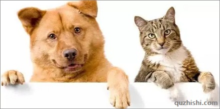 人类驯服了猫还是猫征服了人类?